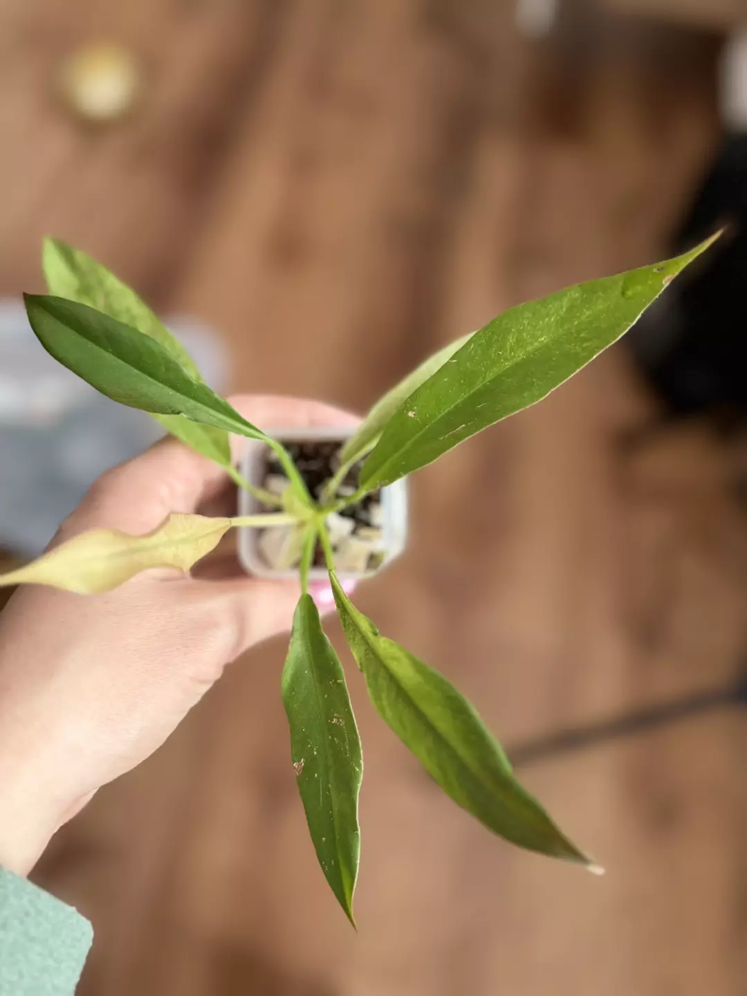 Laniata mint thumbnail