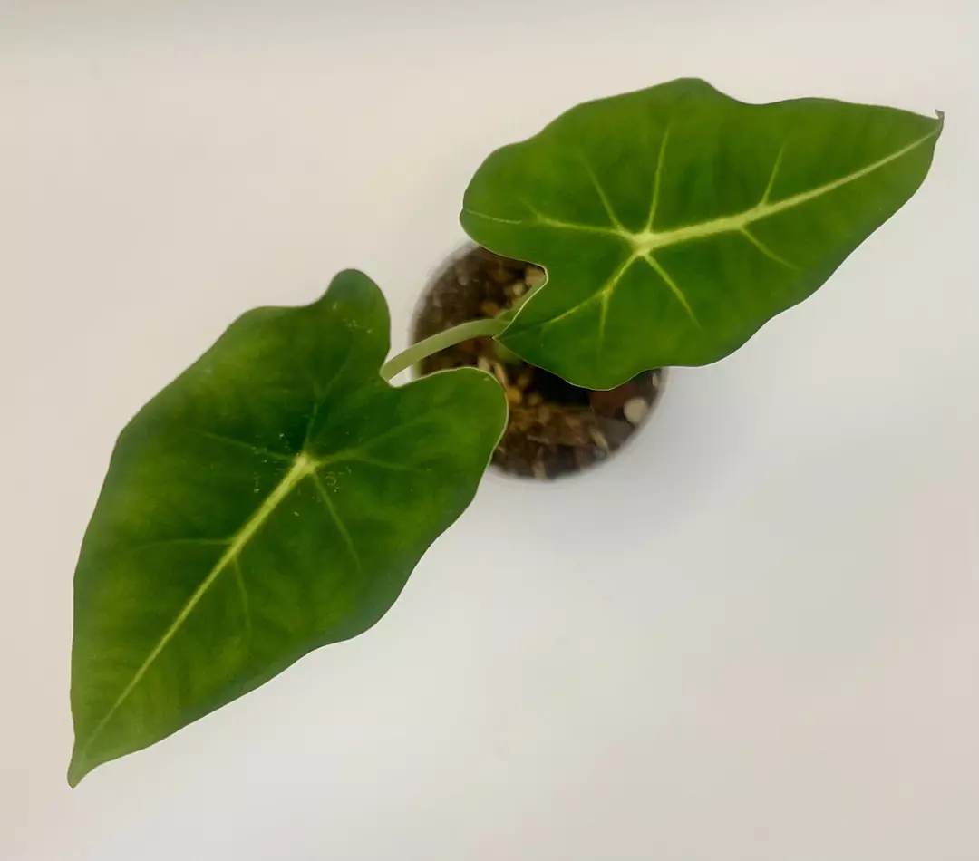 Dwarf Alocasia Frydek “Velvet Elvis” #4 thumbnail