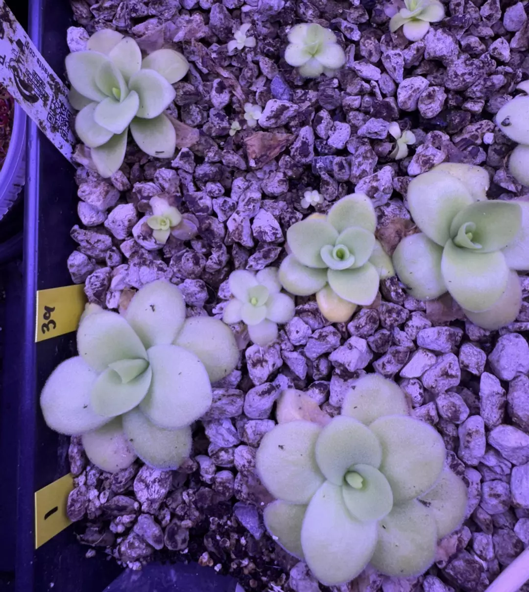 Pinguicula gigantea (growers choice) thumbnail