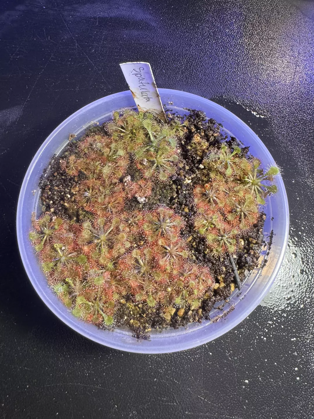 Drosera spatulata (growers choice) thumbnail