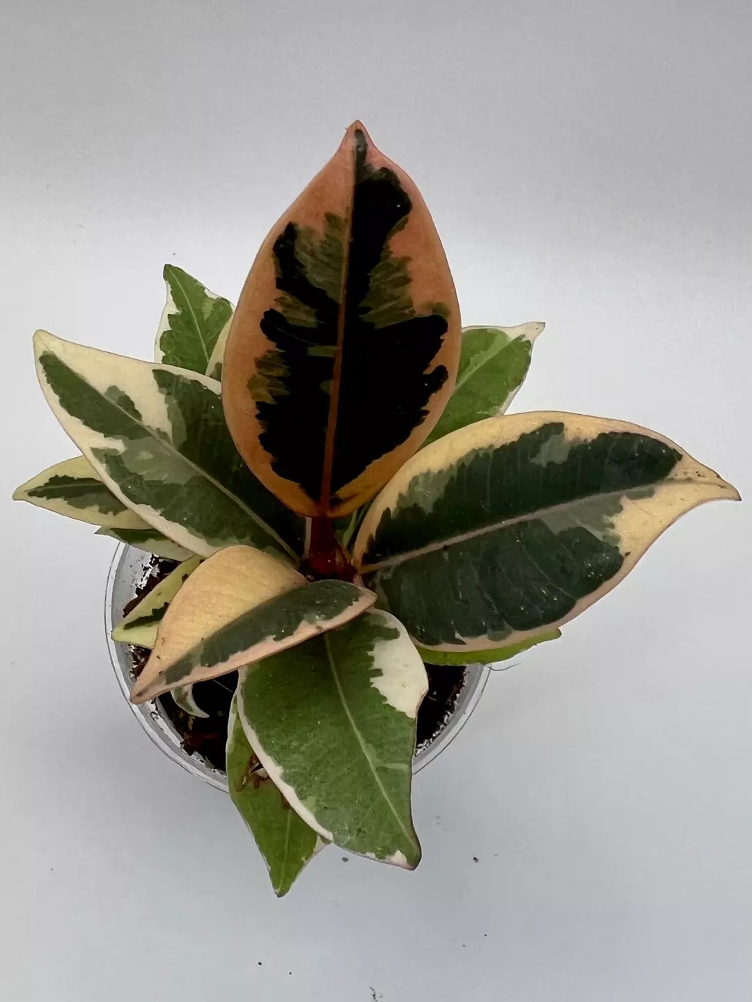 Ficus Tineke #6 thumbnail