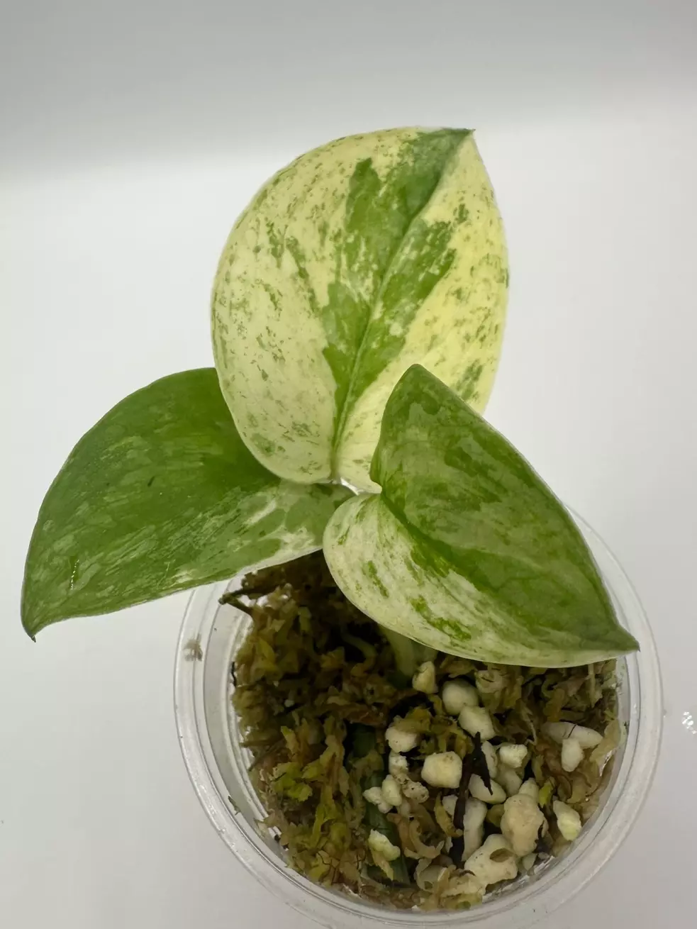 Scindapsus Halimoon  thumbnail