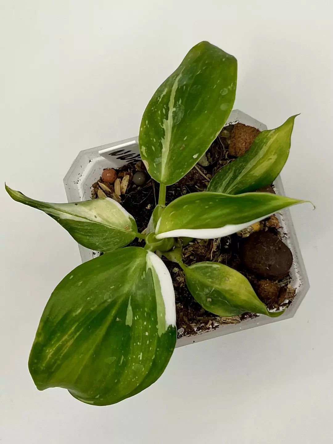 Philodendron White Wizard #10 thumbnail