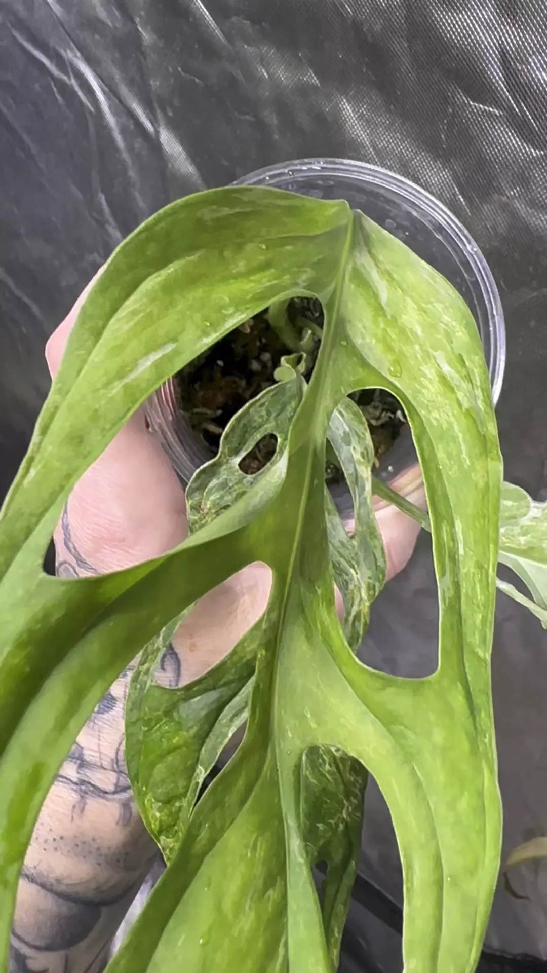 Monstera Adansonii Indo Mint (2 plants in the cup)  thumbnail