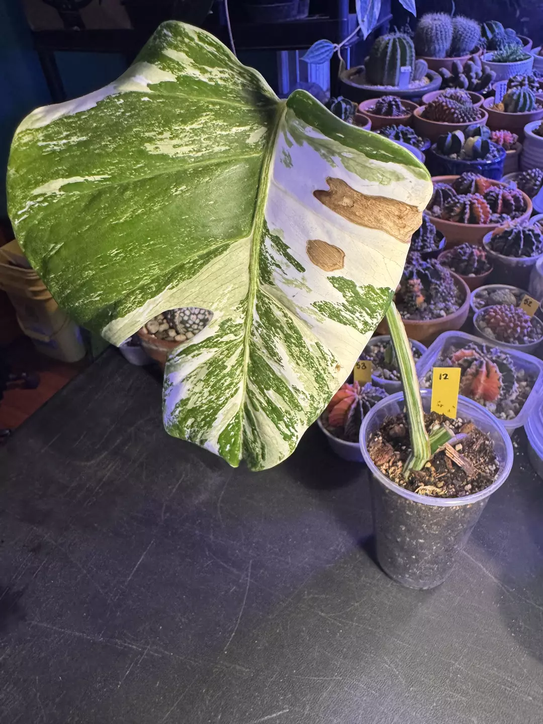 Monstera albo thumbnail