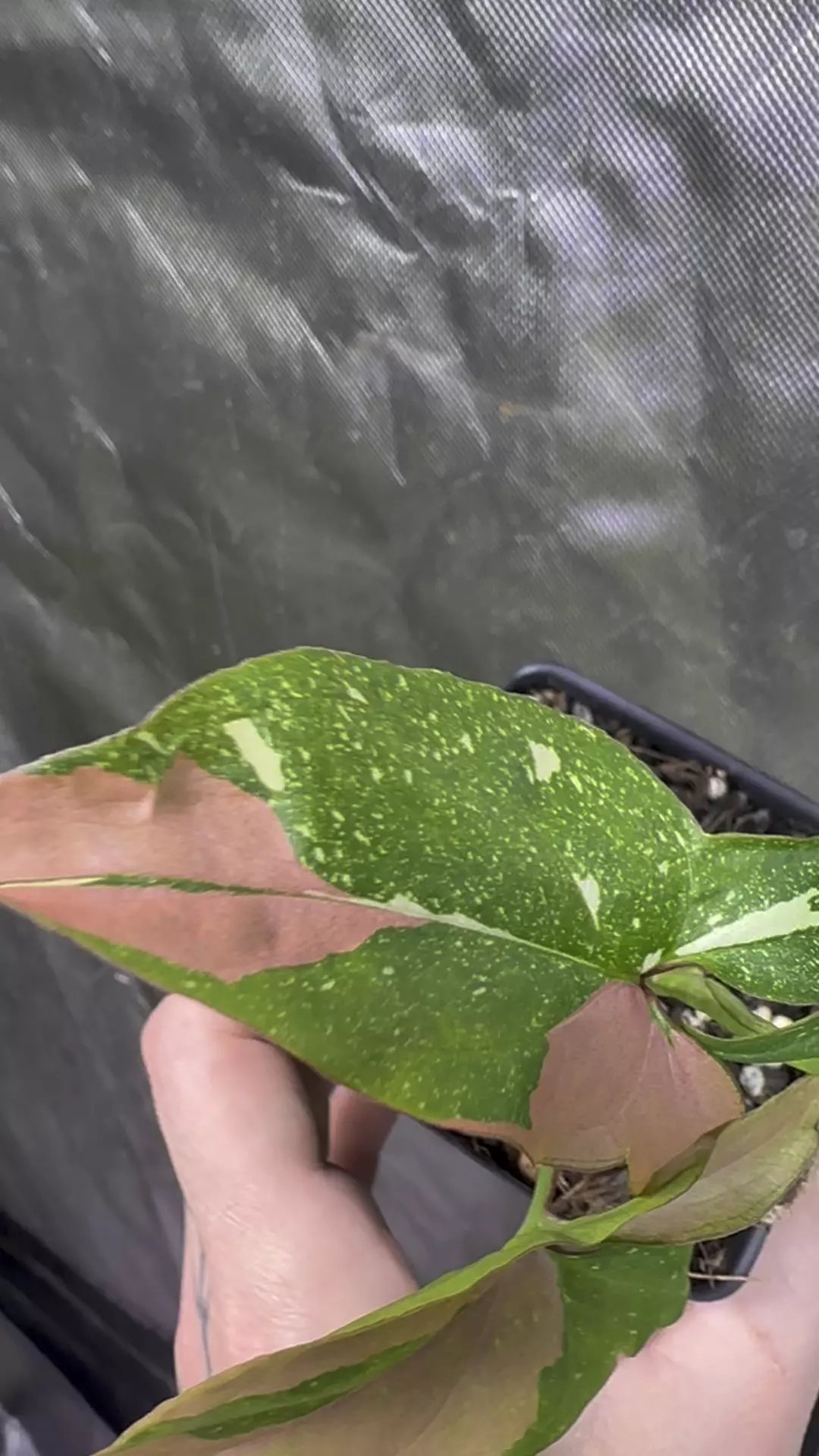 Syngonium Tricolor Confetti  thumbnail