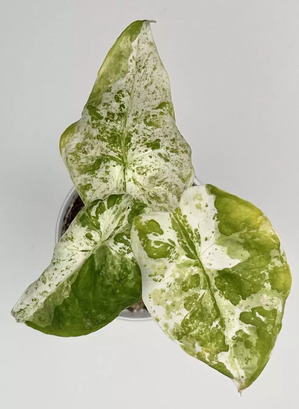 Alocasia Odora Batik #9 thumbnail