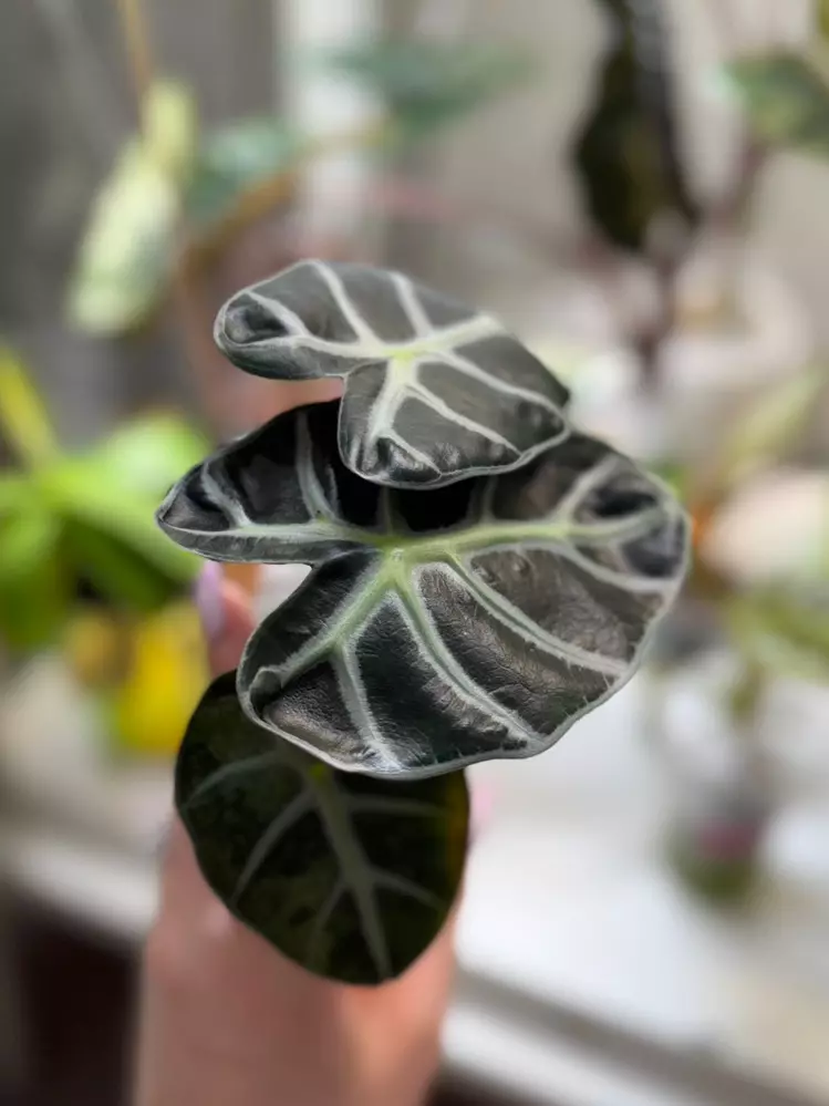 A. Balloon Heart Aurea/Pink in SWP thumbnail