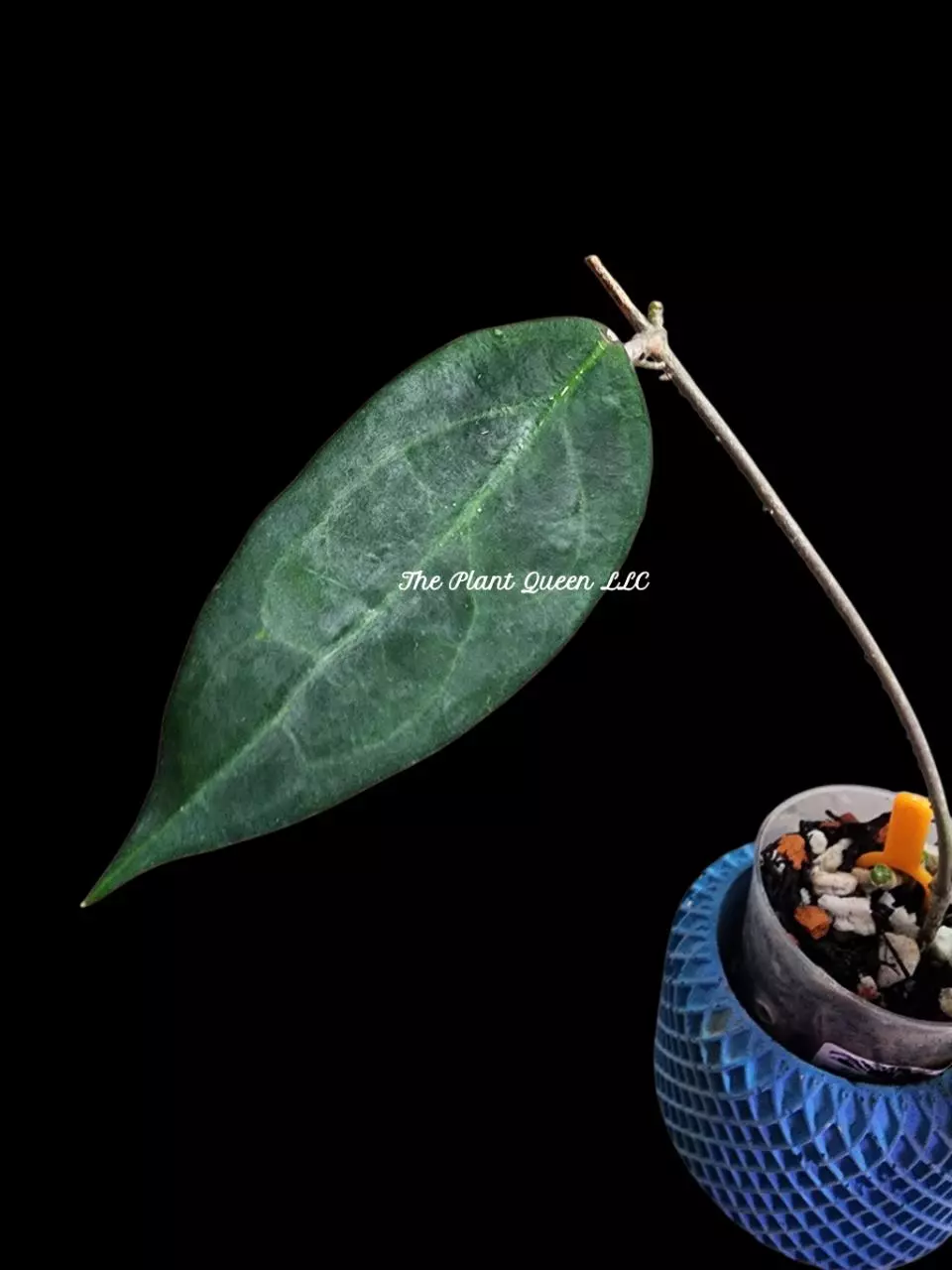 Hoya benguellip 10 thumbnail