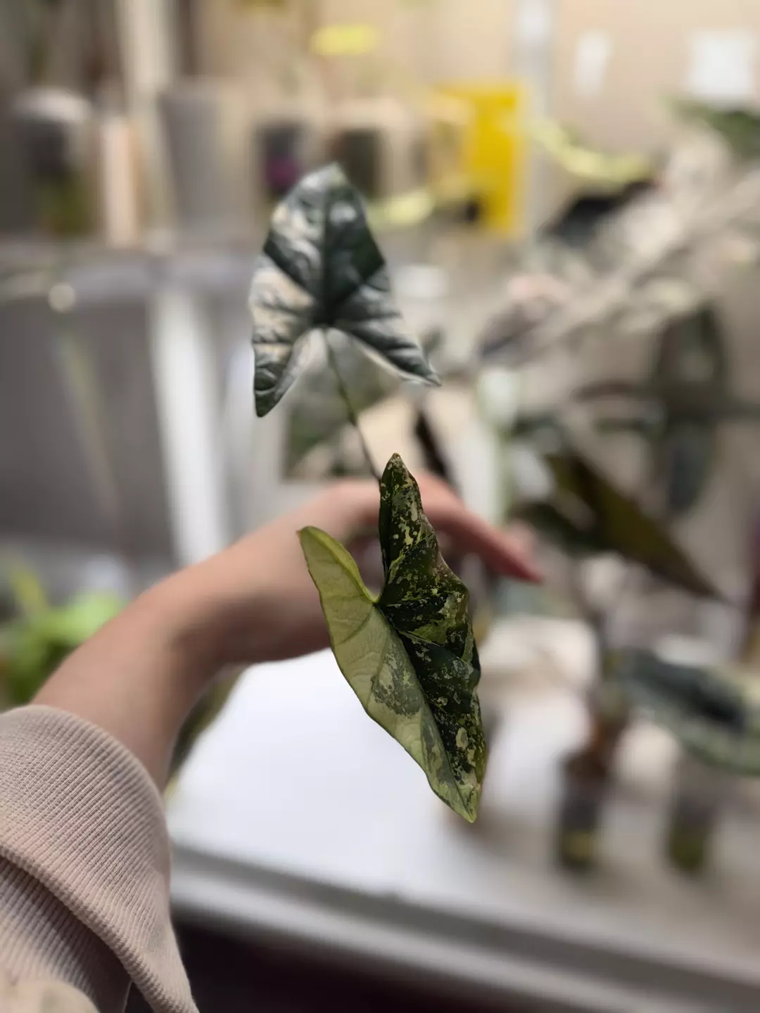 A. Sarian Albo Variegated thumbnail