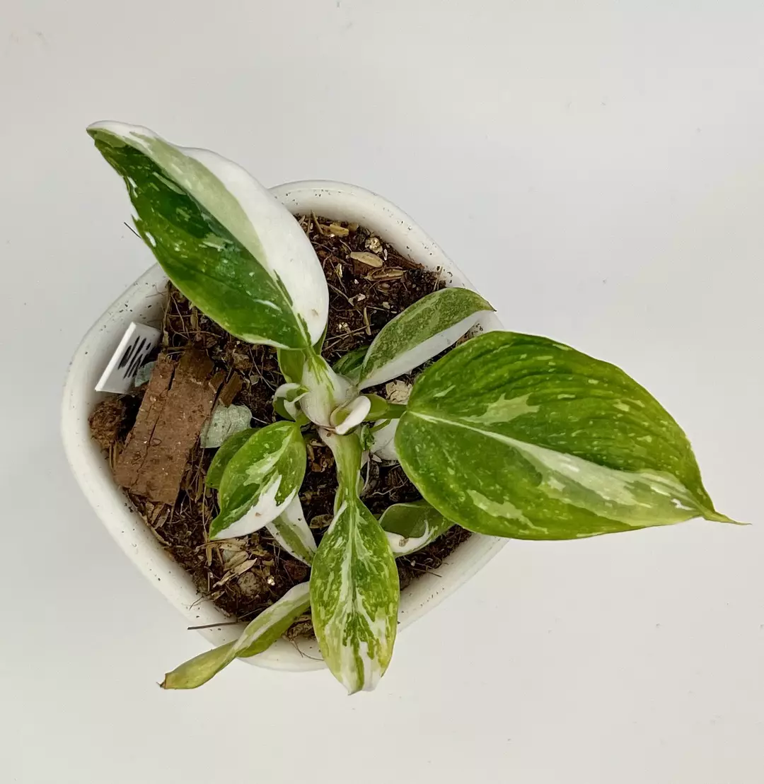 Philodendron White Princess #8 thumbnail