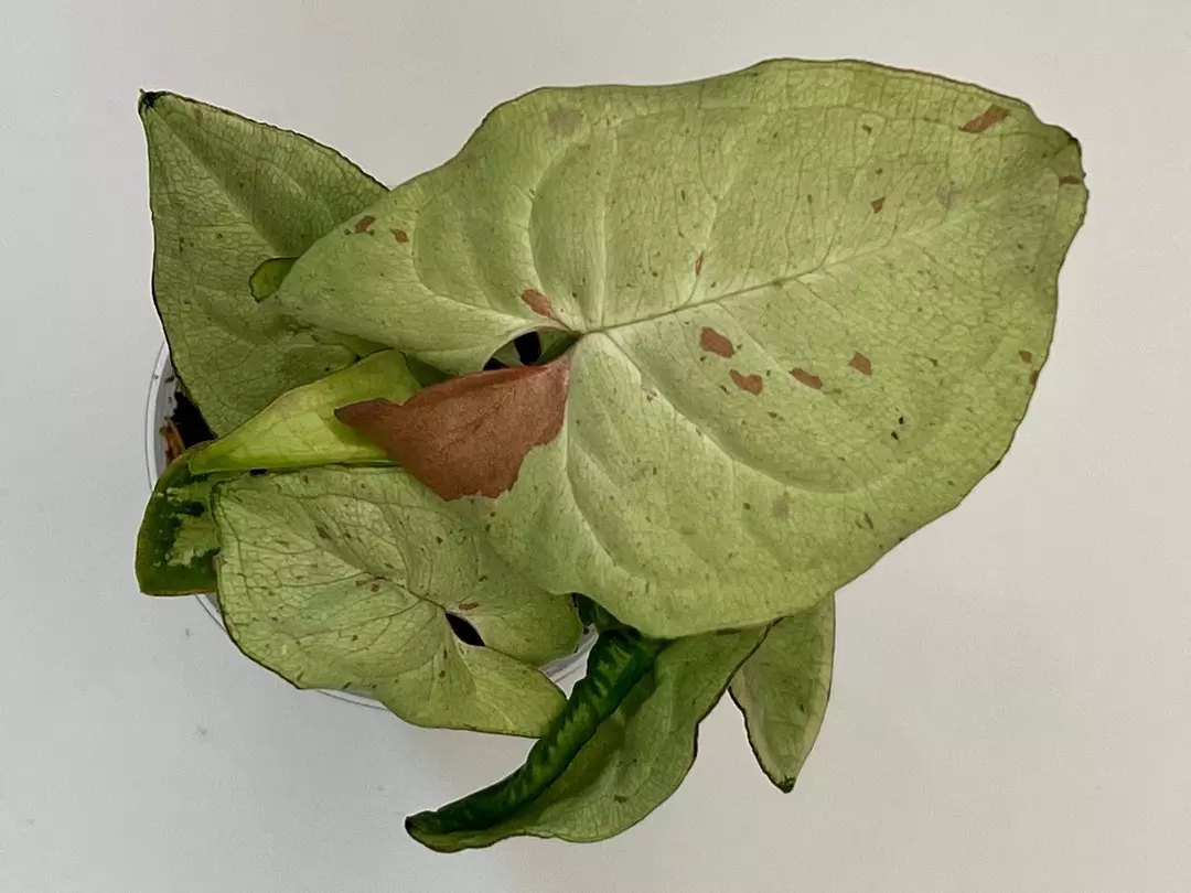 Syngonium Milk Confetti #5 thumbnail