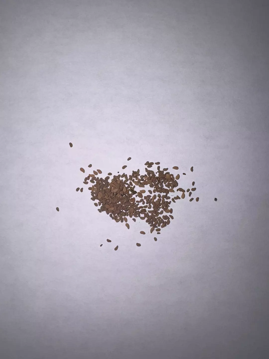 2025 (20) hybrid sarracenia seed open pollinated from my collection thumbnail