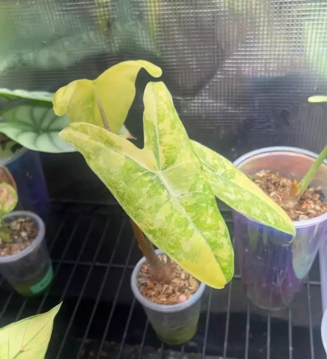 *corm* Longiloba lemon lime  thumbnail