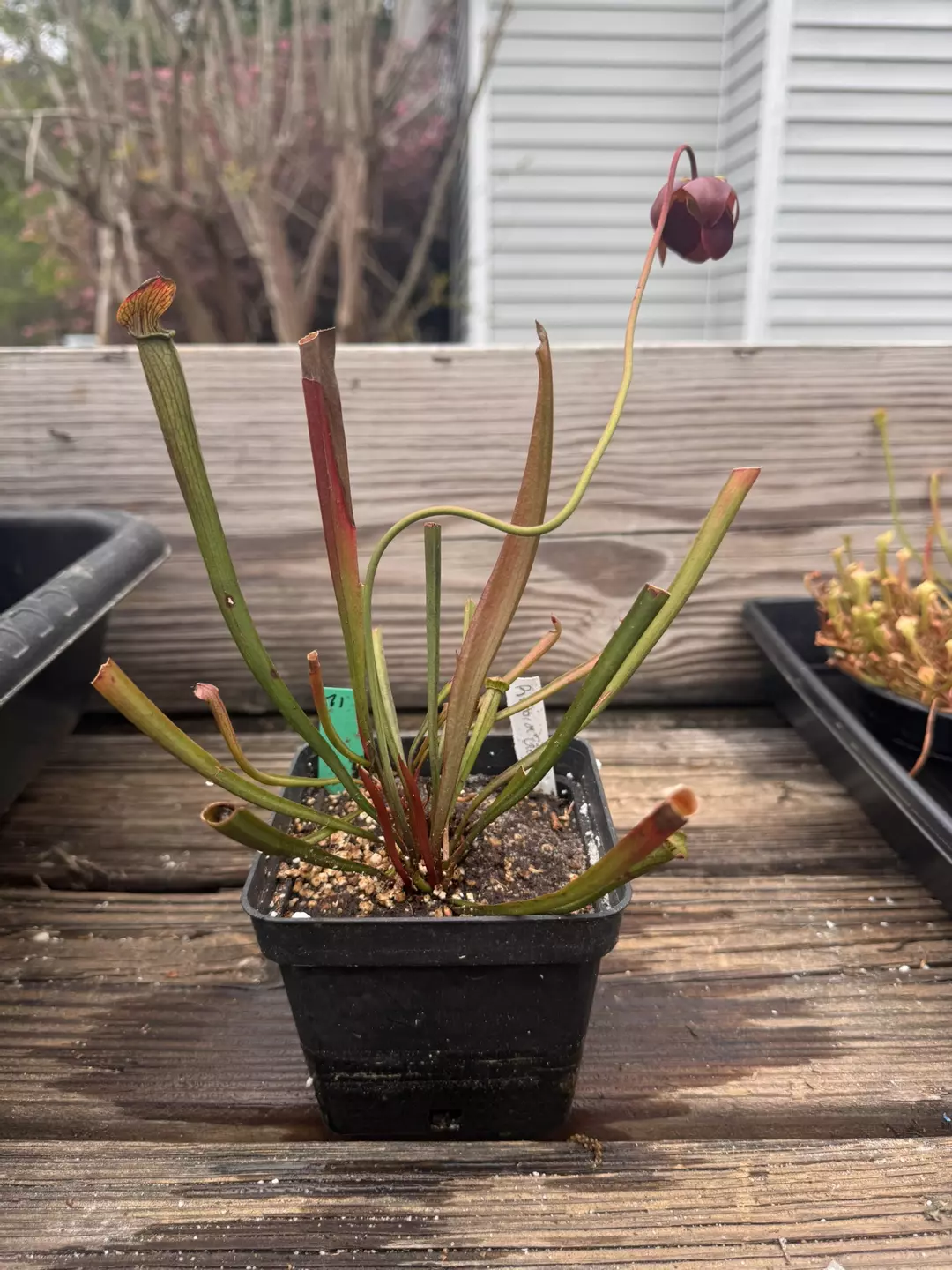 Sarracenia Rubra gulfensis  thumbnail