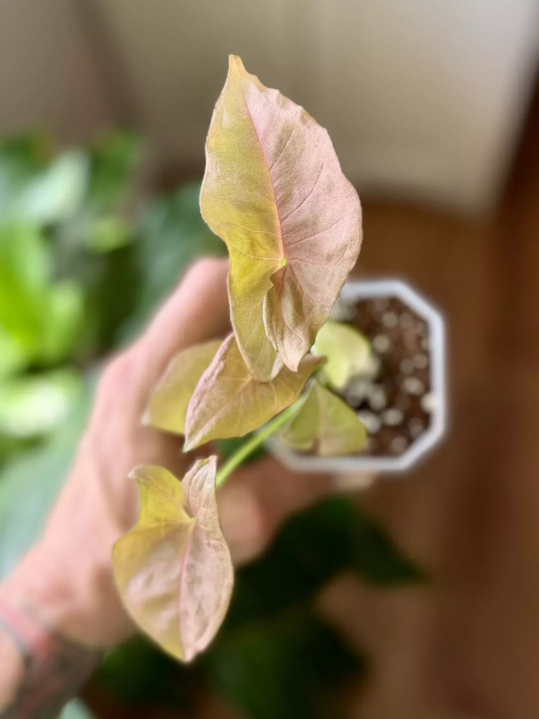 Syngonium - lost tag for ID 😬 thumbnail