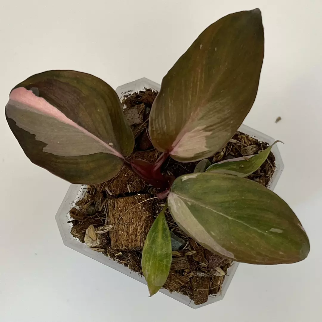 Philodendron Pink Princess Marble #11 thumbnail