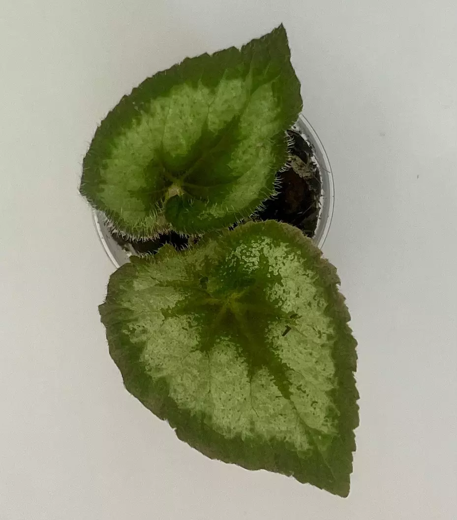 Begonia escargot #3 thumbnail