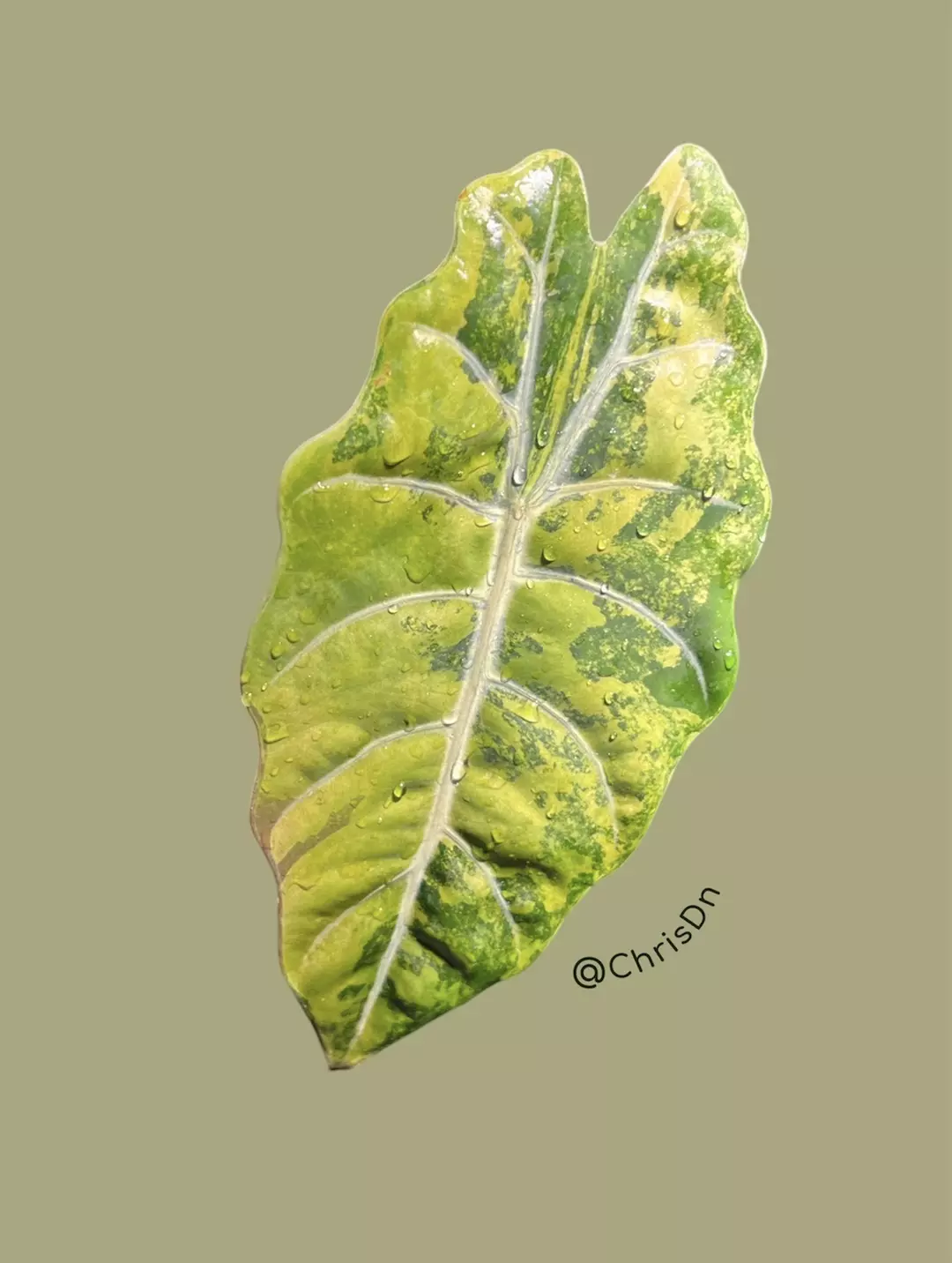 Corm E - Aurea Variegated Alocasia Chantrieri thumbnail