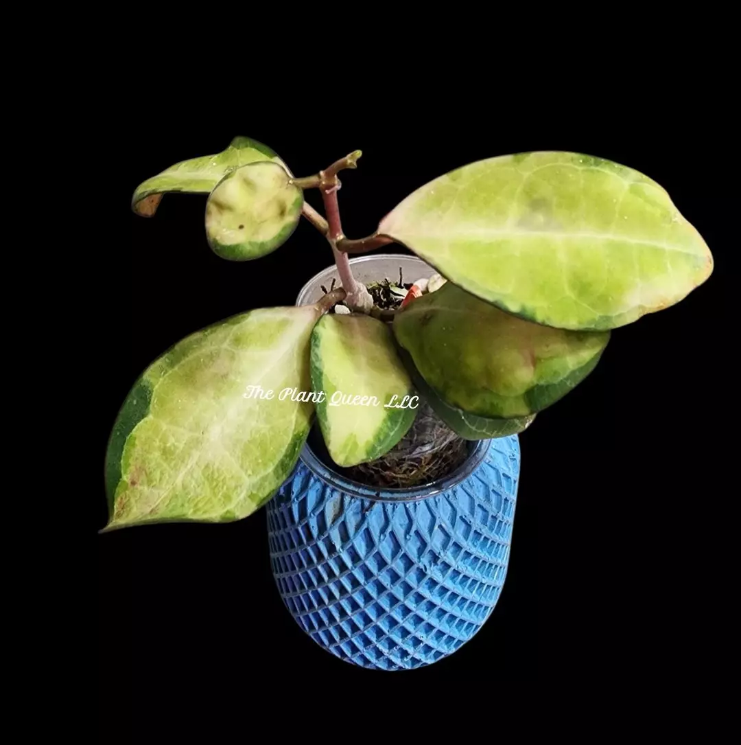 Hoya elliptica (variegated) thumbnail