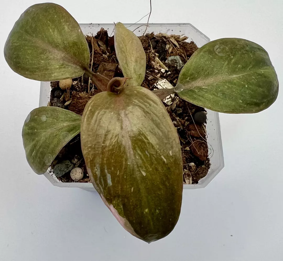 Philodendron Pink Princess Marble #7 thumbnail