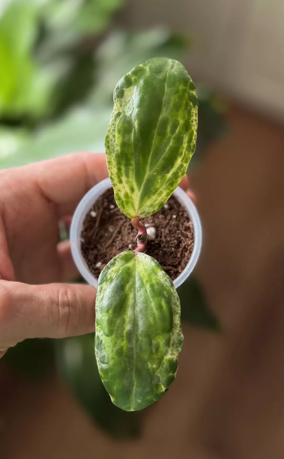 H. Crocodile thumbnail