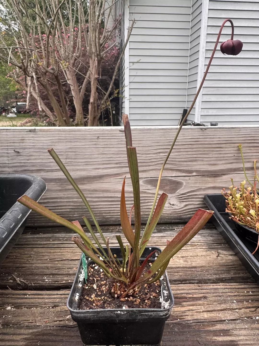 Sarracenia Rubra gulfensis  thumbnail