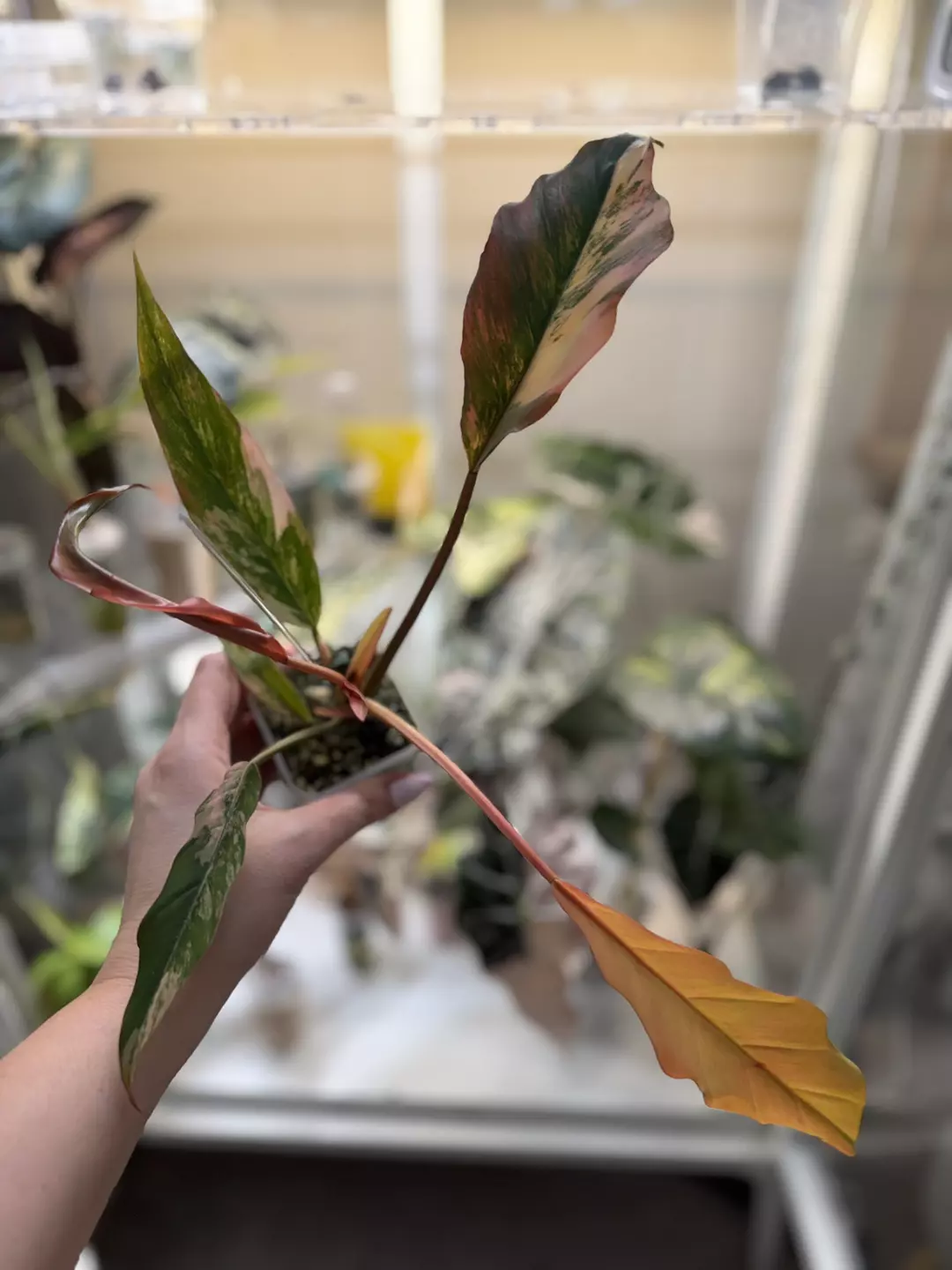 Philodendron Caramel Marble x FB thumbnail
