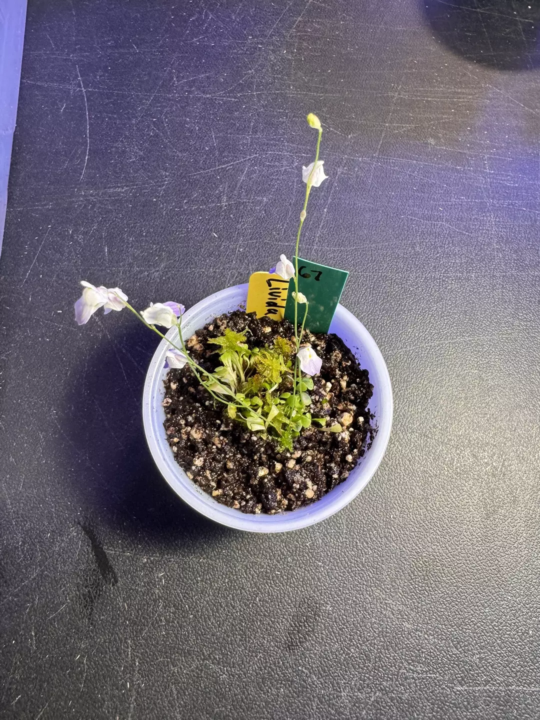 Utricularia livida  thumbnail