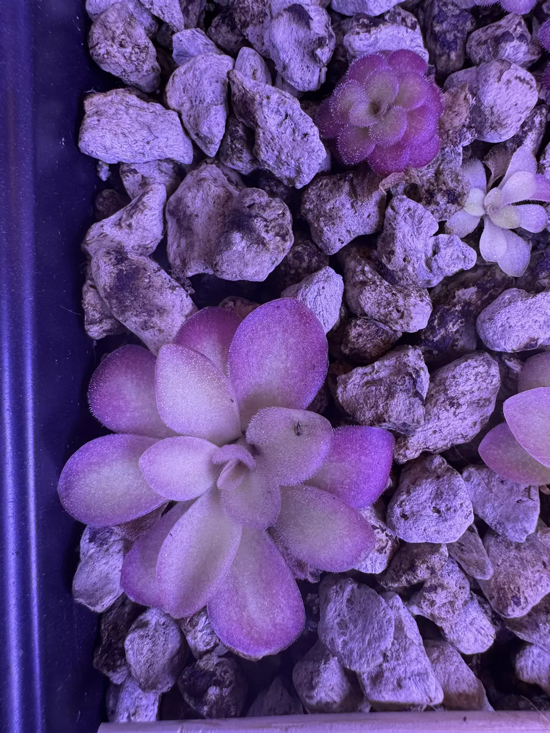 Pinguicula aganata ‘El Lobo’ x ‘Huahuapan’ (growers choice) thumbnail