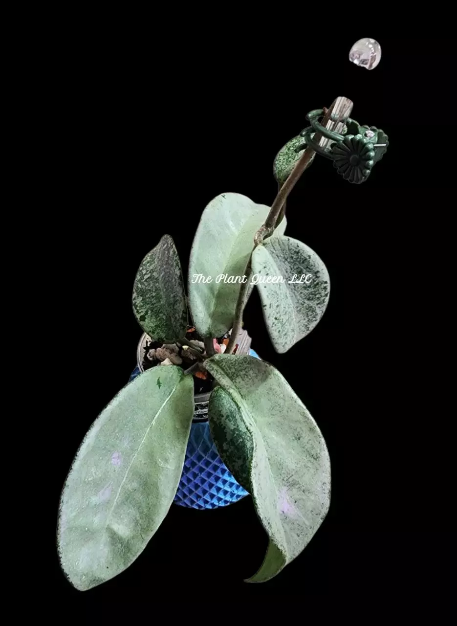 Hoya 'Nova Ghost' thumbnail