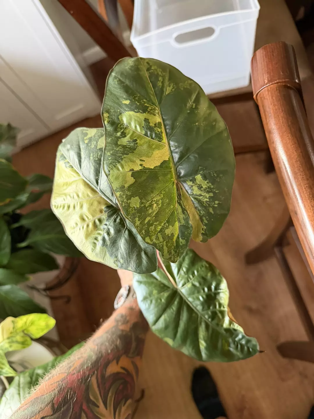 A. Yucatan Princess (almost tricolor even!) thumbnail