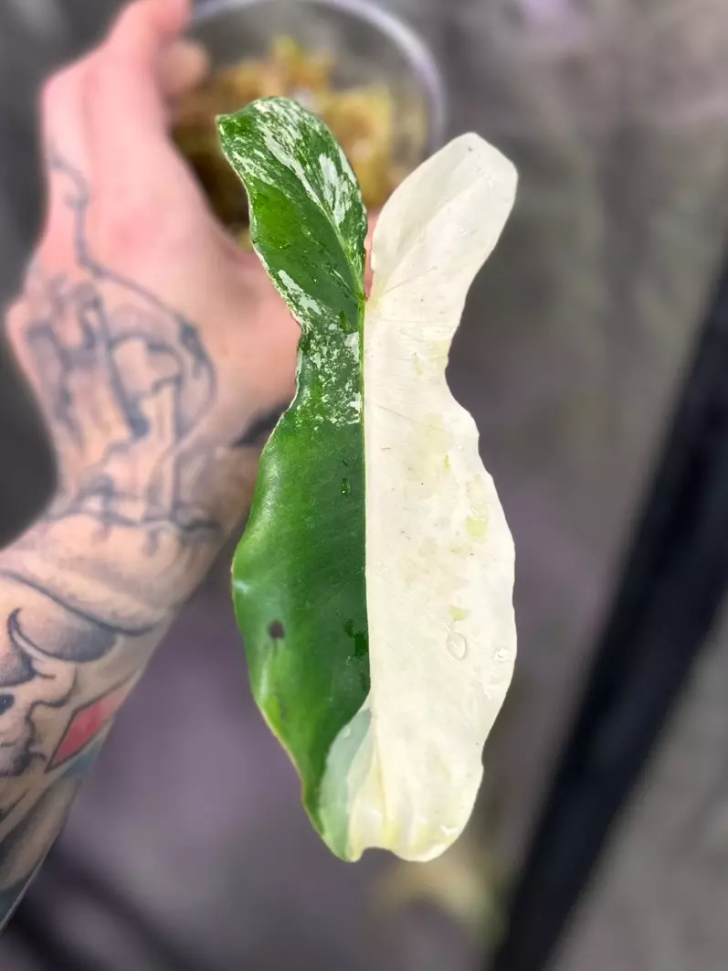 Philodendron Fl Beauty x Paraiso Verde thumbnail