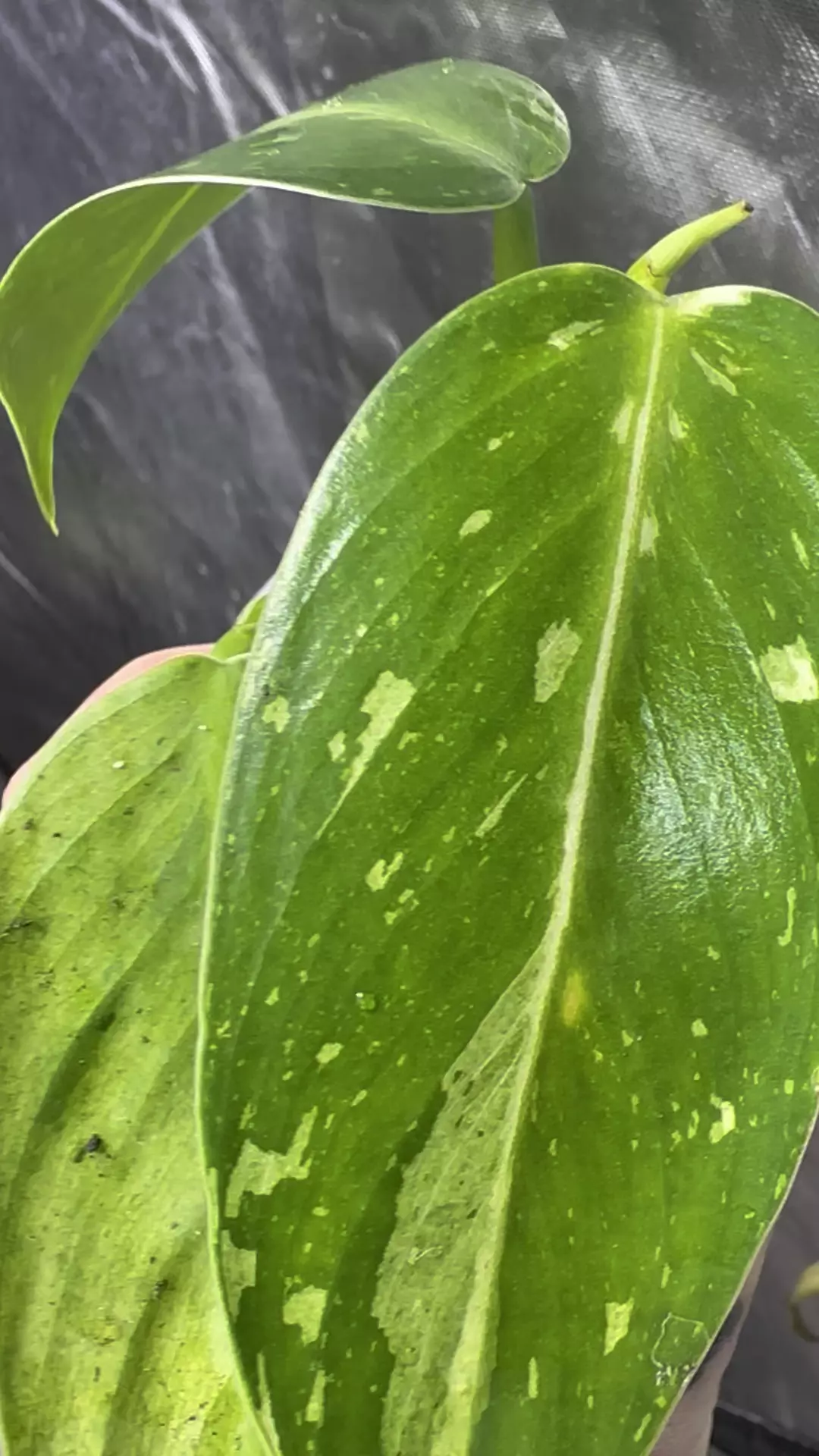 Philodendron Jose Beuno  thumbnail