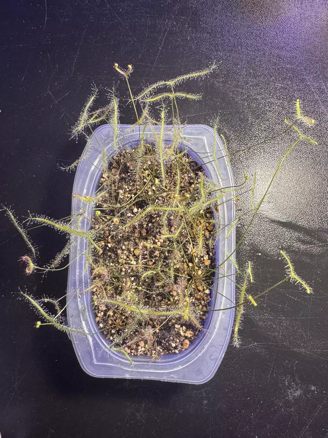 Drosera binata (growers choice) thumbnail