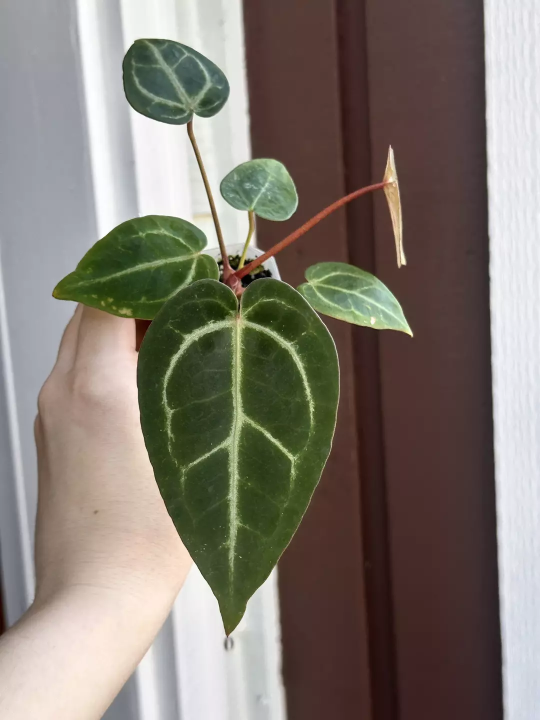 Silver Crystal x Michelle x Mag blister variegated thumbnail