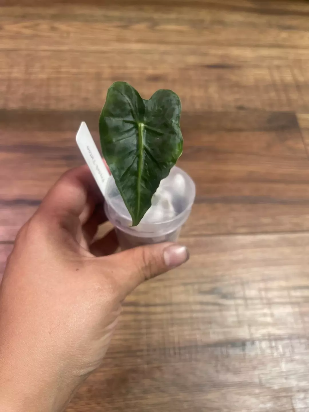 Alocasia Frydek Tattoo thumbnail