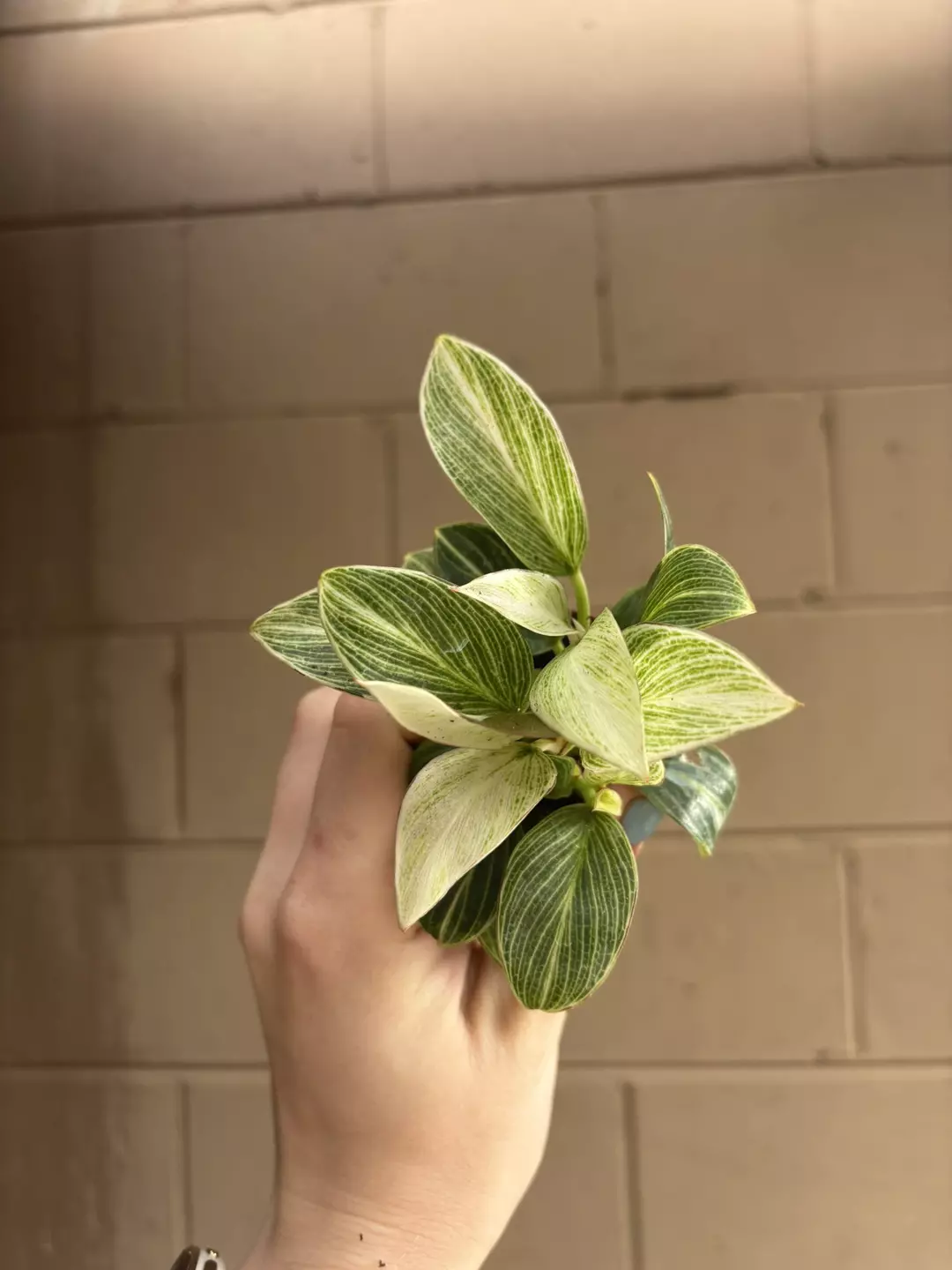 Enclosure ready Birkin Galaxy thumbnail