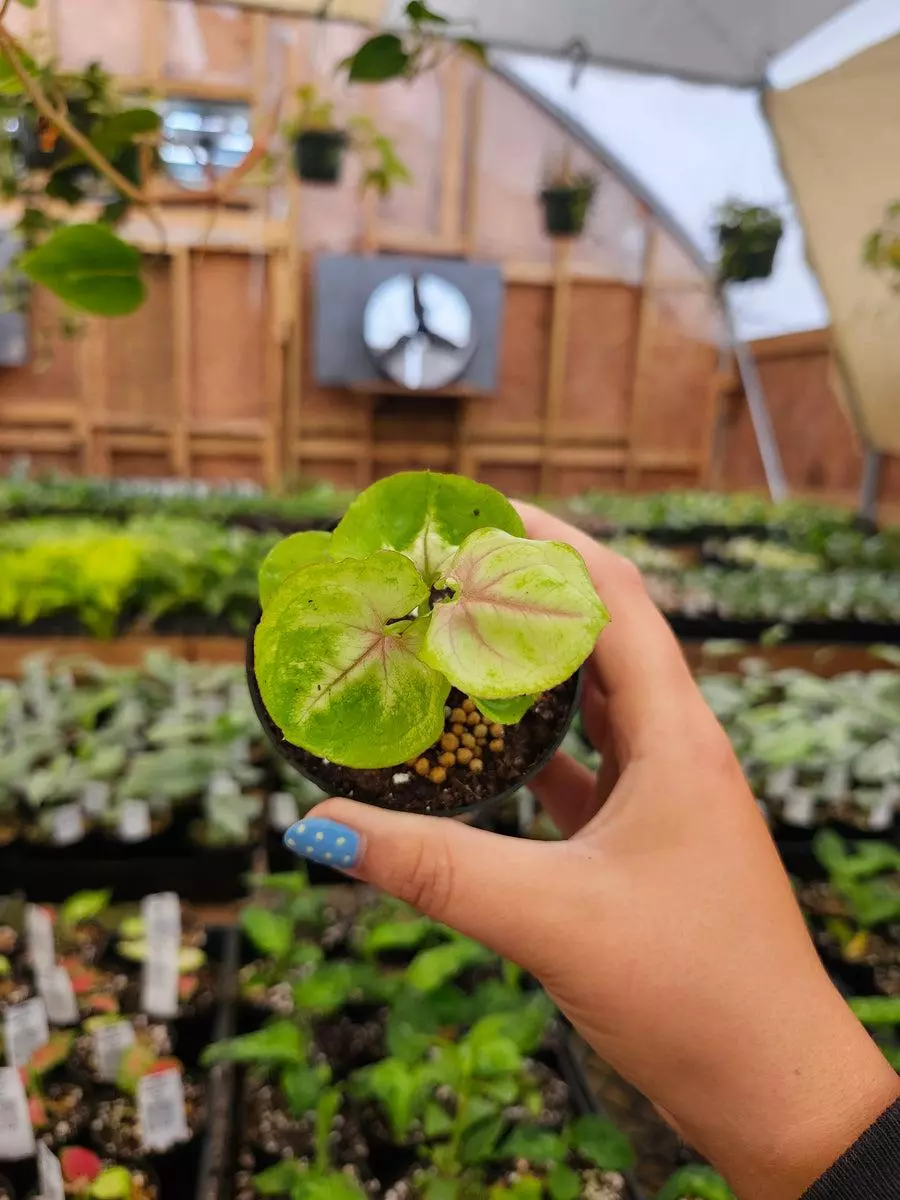 3in Syngonium Kiwi thumbnail