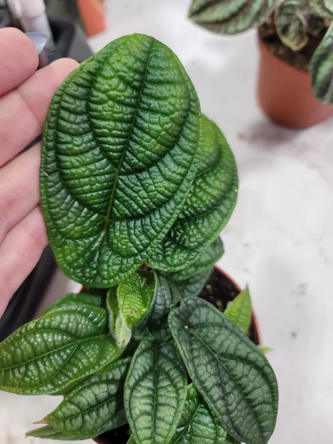 Piper Parmadum thumbnail