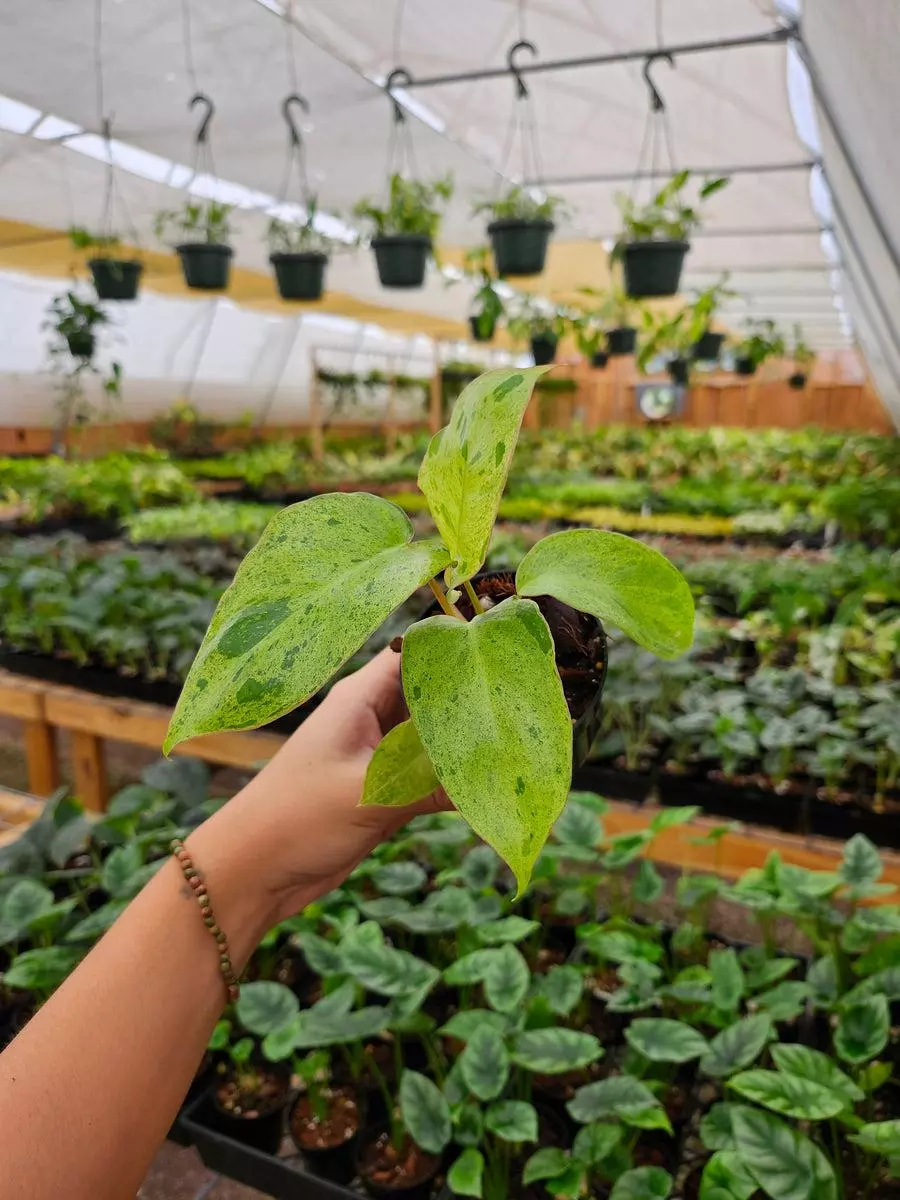 3in Philodendron Paraiso Verde thumbnail