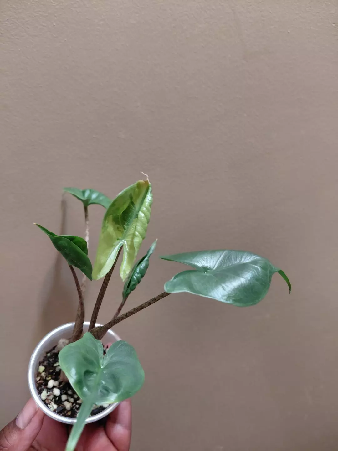 Alocasia Variegated Sting Ray with Baby thumbnail