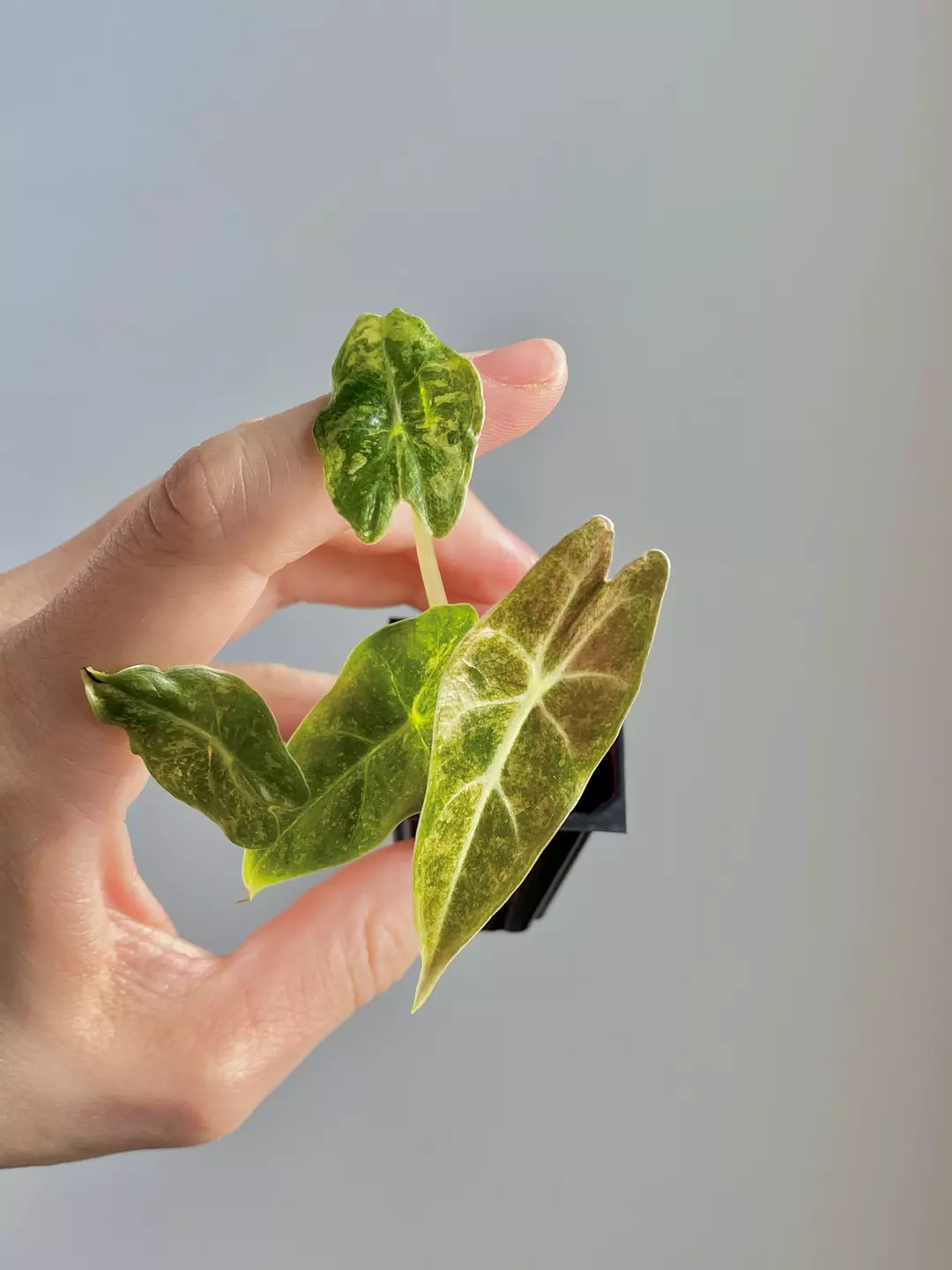 Alocasia Black Satun Stardust 7054 thumbnail