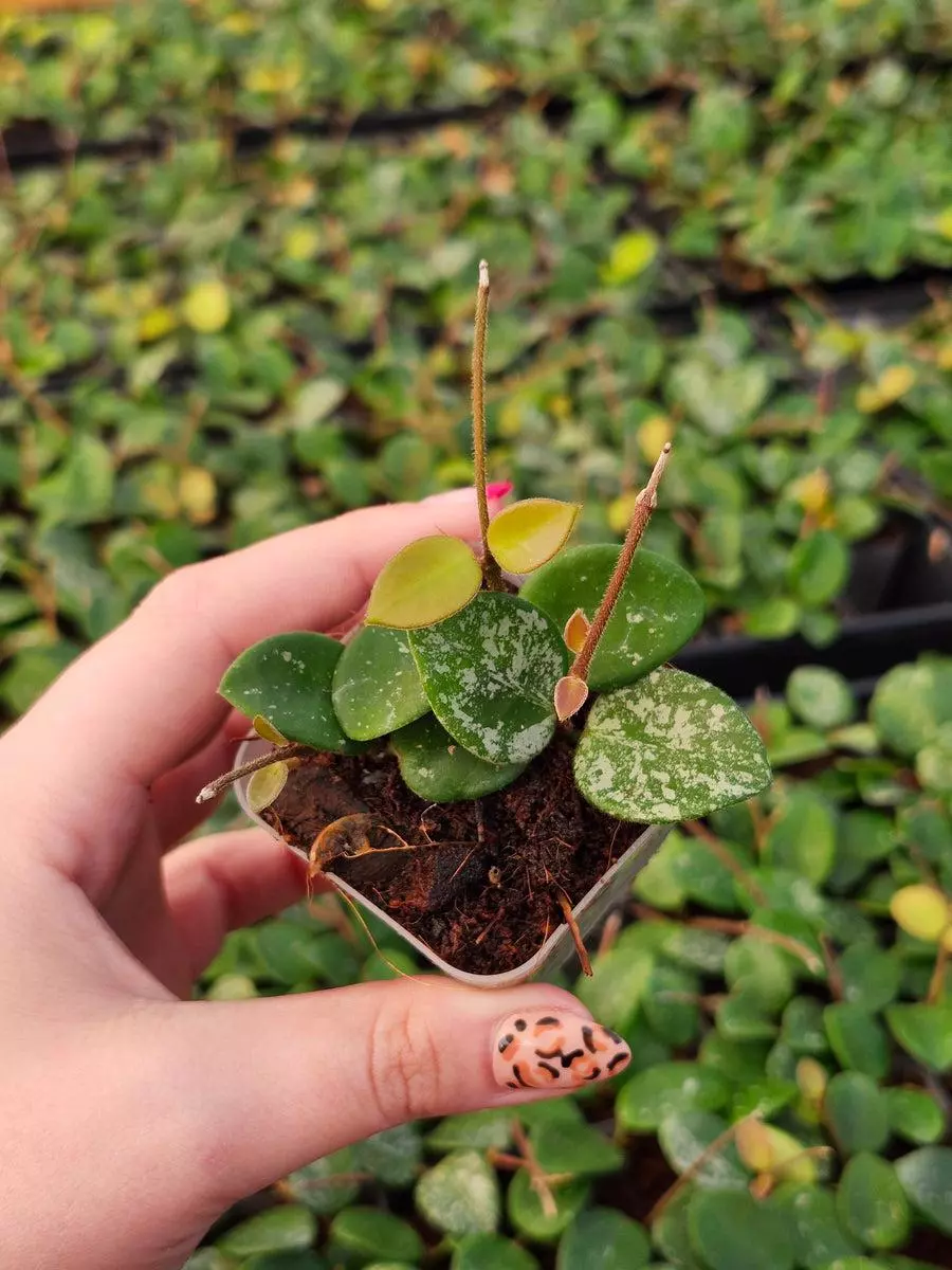 2in Hoya Mathidle thumbnail