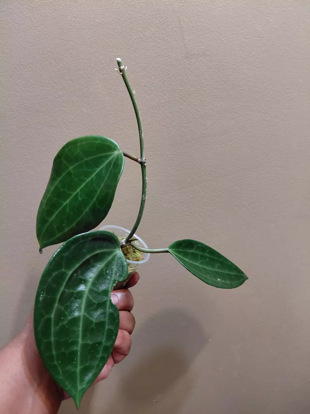 Hoya Macrophylla Red thumbnail