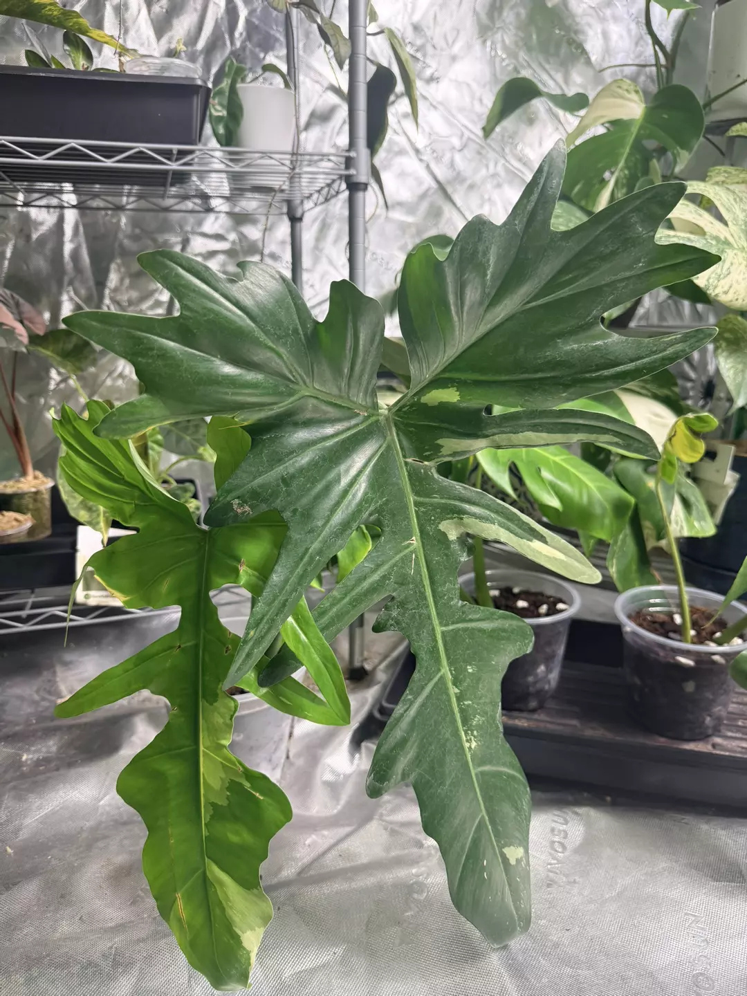 Philodendron Golden Dragon Albo thumbnail