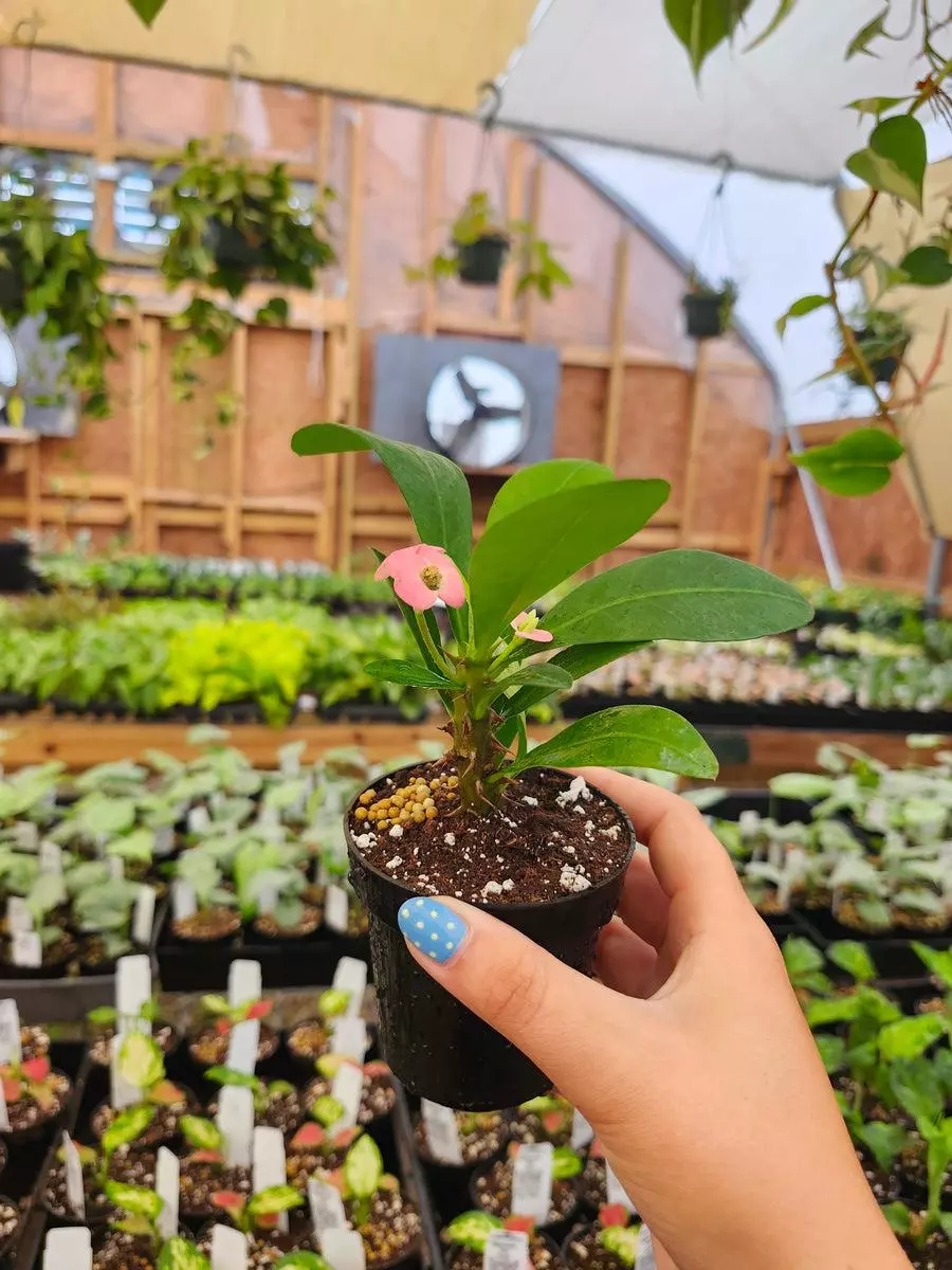 3in Crown Of Thorns thumbnail