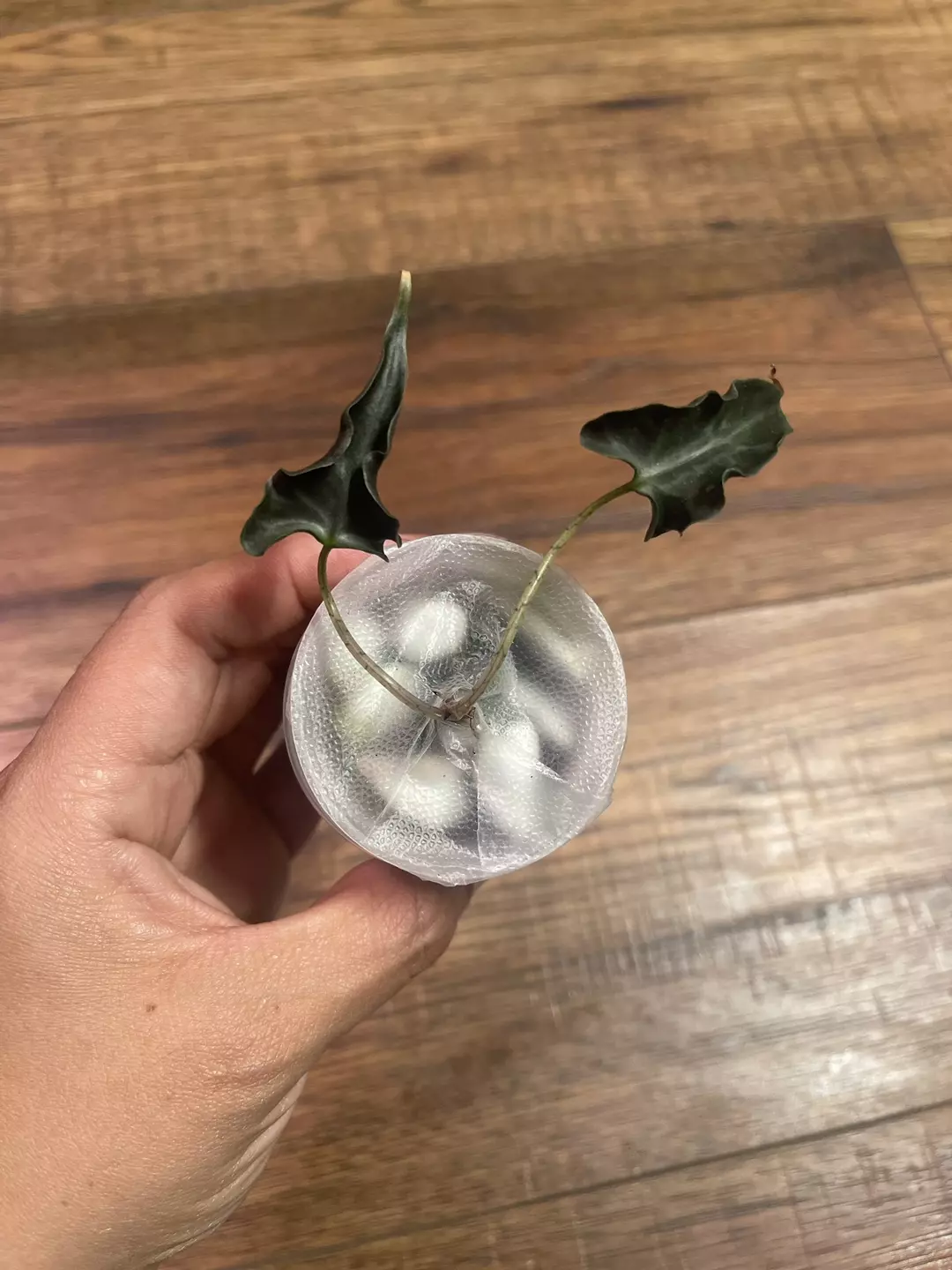 Alocasia Loco thumbnail