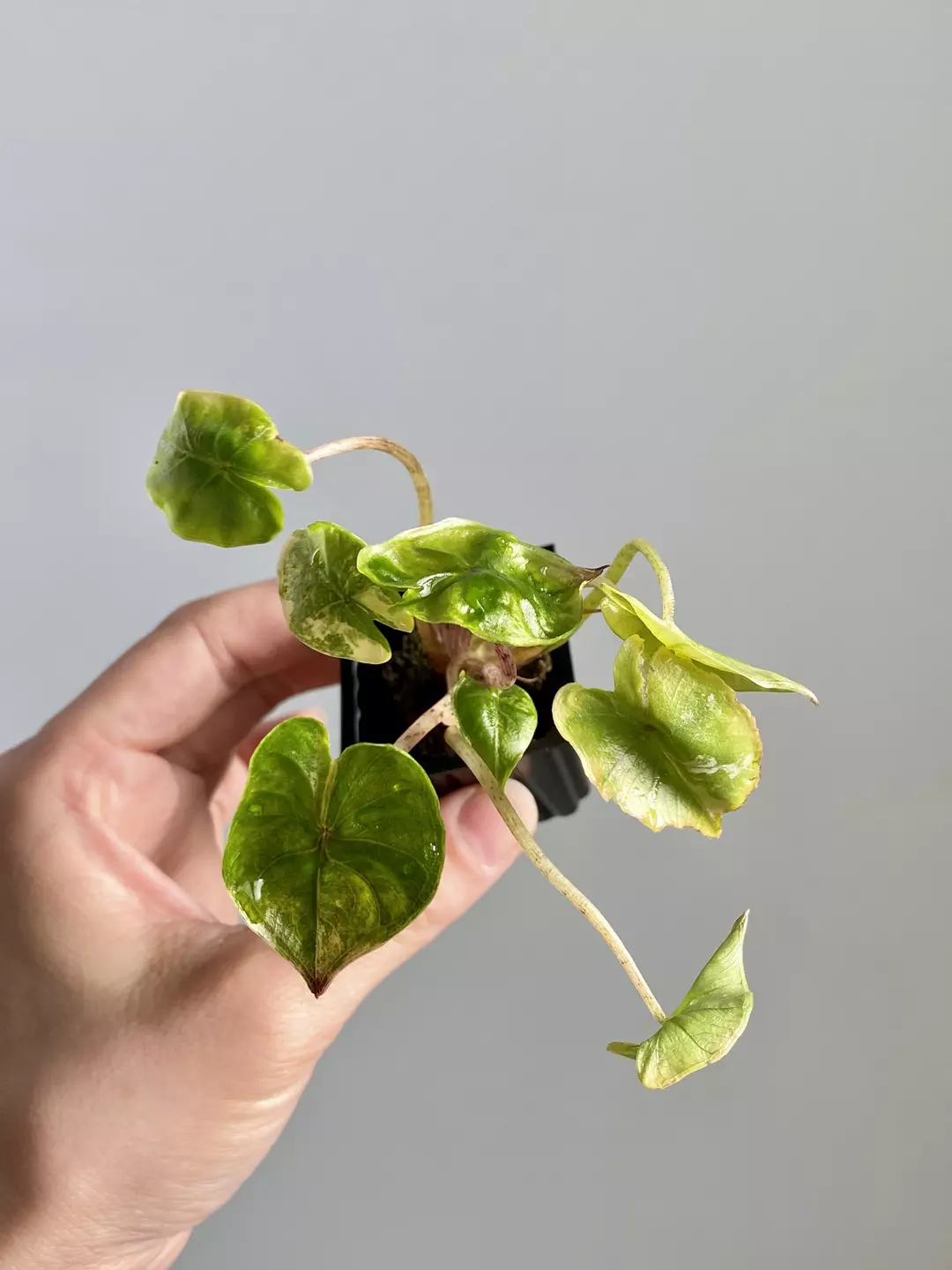 Alocasia Yucatan Princess 7055 thumbnail