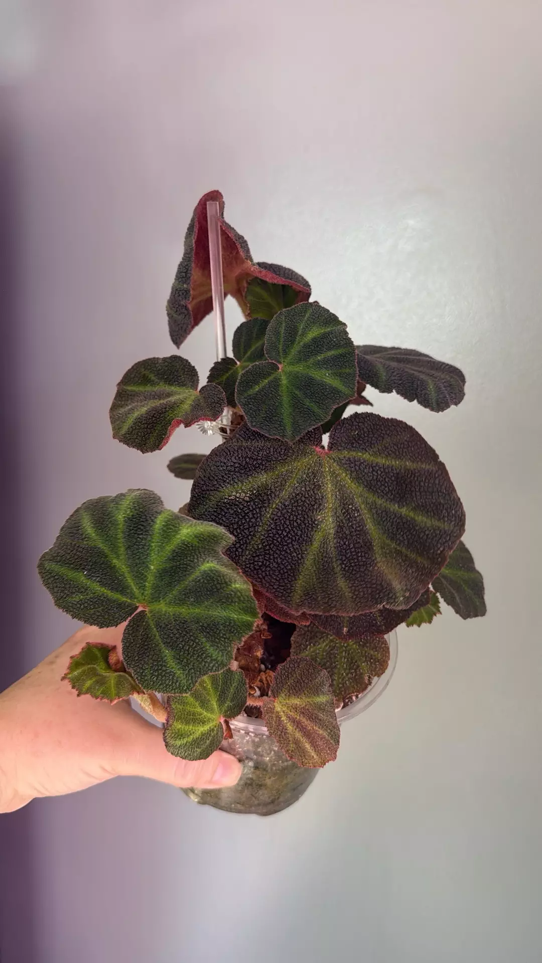 Begonia soli Mutata thumbnail